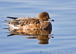 20100307-065 Wigeon