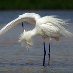 2nd Print-Morph Red Egret-Mike Cullis