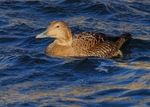 Eider Duck