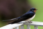 20110613-IMG_4576