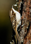 Treecreeper 1