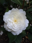 White Symmetry