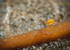 Sminthurinus aureus