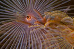 Sabella pavonina