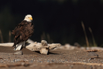 Bald Eagle perched, dark background, Lake Clark NP, Alaska