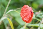 Wild Poppy