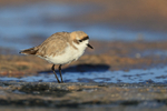 Puna Plover, close side view, Chaxa, Chile