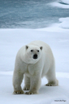 Bears portfolio