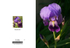 005 Bearded Iris