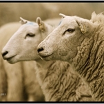 Welsh Sheep