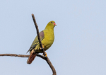 African Green Pigeon