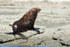 New Zealand Fur Seal, Kaikoura, South Island