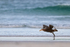 Southern Giant Petrel takeoff run, Volunteer Point, Falklands