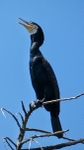 Cormorant