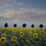 Sunflowers with line of trees