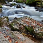 Golitha Falls - Dartmoor
