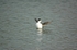 Little Auk