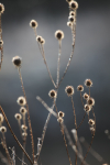 Winter plants_ FL074