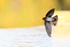 Cave Swiftlet banking over pool, Lovina, Bali
