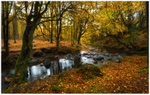 Shimna River, Tollymore Forest, Co Down