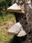Hoof Fungus (02)