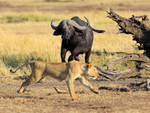Buffalo charges a Lion in the Masai Mara, Kenya