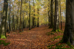 Autumn Woodland Walk