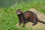 Polecat