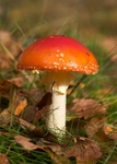 Fly Agaric 1