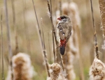 Red Avadavat