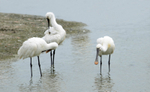 Spoonbill