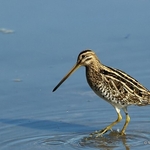 Common Snipe (Gallinago gallinago)