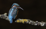 Male Kinghfisher