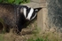 Badger