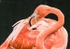 Slimbridge-4