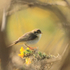 Willow Warbler perched on flowering gorse