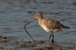 Bar-tailed Godwit