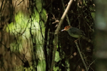 Ashy Tailorbird portfolio