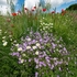 Pyrenian  cranesbill (Geranium pyrenaicum) with Ox-eye Daisy (Leucanthemum vulgare)