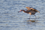 Reddish Egret