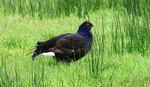 Black Grouse