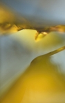 autumn birch leaves