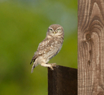 Little Owl - Athene noctua