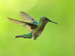 White-necked Jacobin portfolio