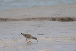 Red Shank at Glasson Dock DSC_6438 - Version 2