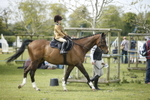 Class 9 - Handsomest Gelding portfolio