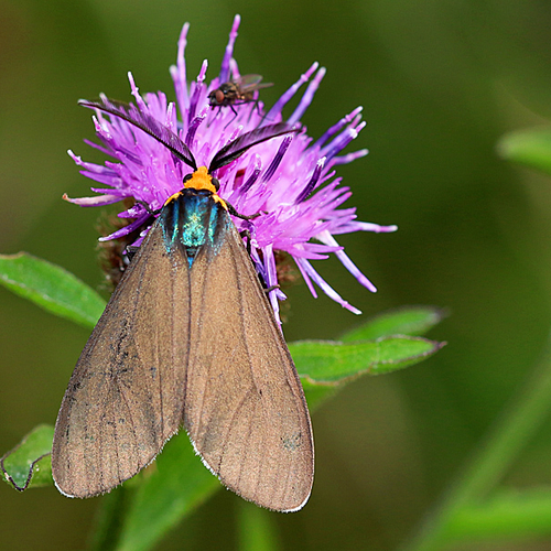 A Virginia Ctenucha moth feeding on a black knapweed flower.