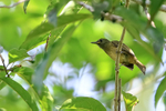Ochre-bellied Flycatcher portfolio