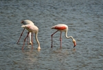 Greater Flamingos