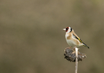 Goldfinch
